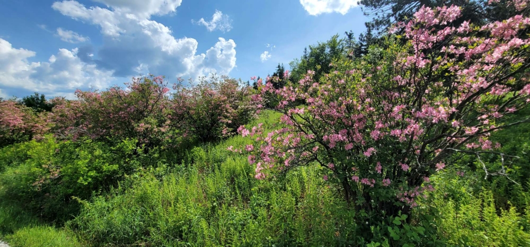 Azalea Fields Hike at Pittsfield State Forest